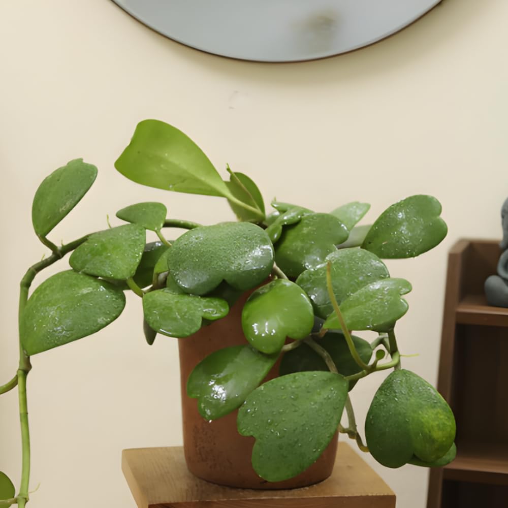 Green Hoya Kerrii Plant Live in 4-Inch Pot | Heart-Shaped Leaf Succulent | Unique Indoor Houseplant Gift for Home or Office Décor