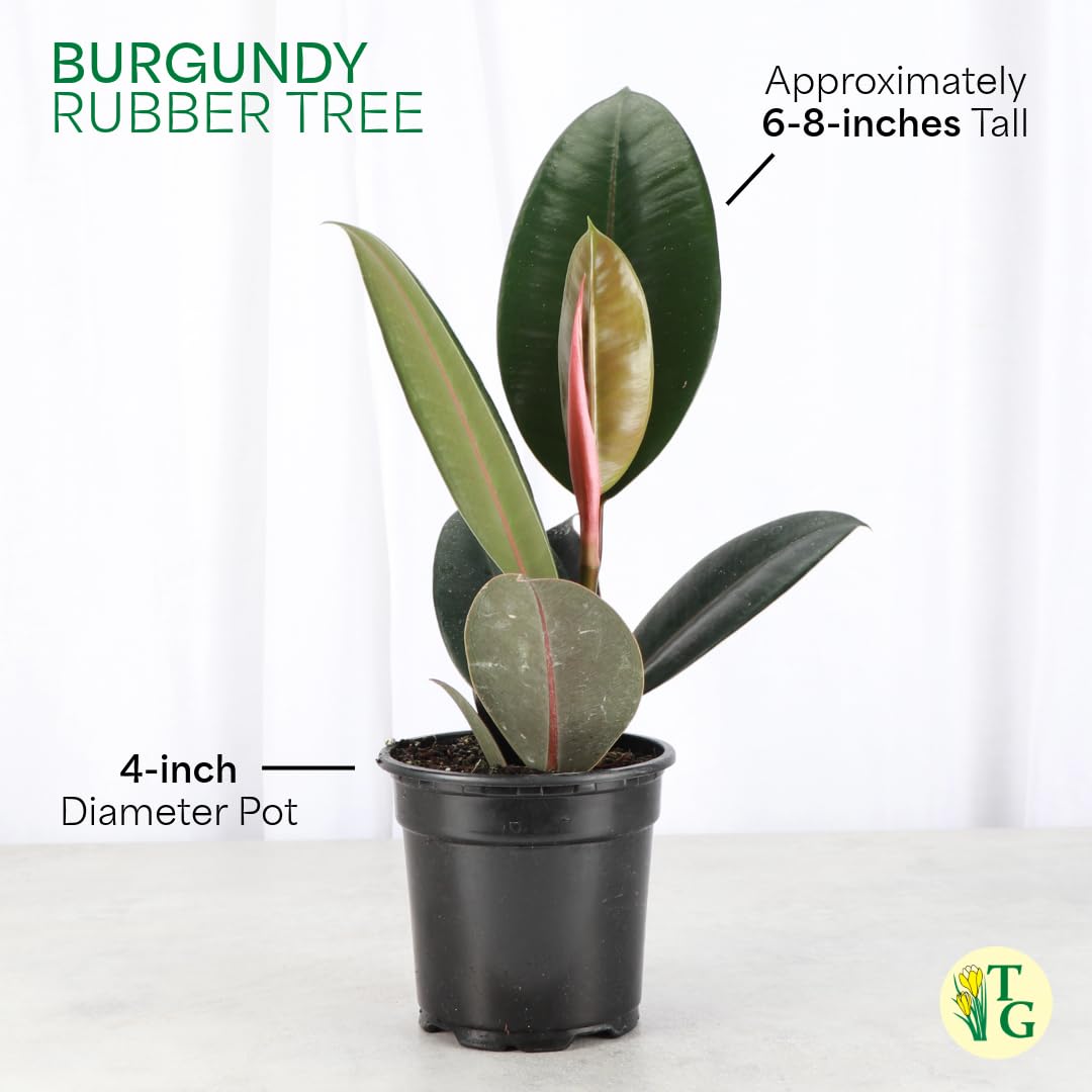 Thorsen's Greenhouse Ficus elastica, Live Indoor Plant, Rare Variety, Natural Air Purifier, Burgundy Rubber Plant, 4-Inch Diameter Pot (Nursery Pot)
