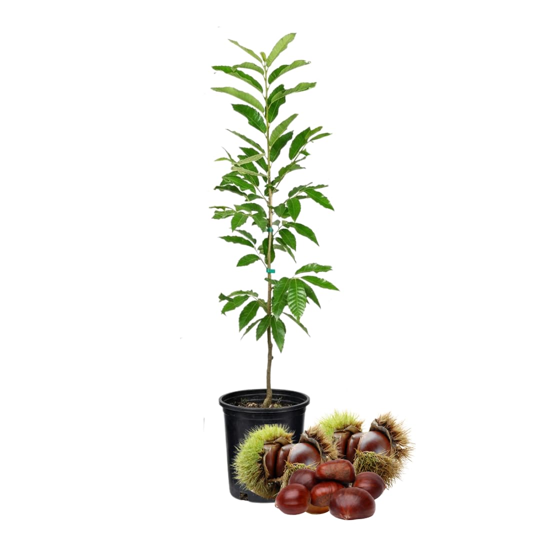 3 Years Old Chestnut Tree Live Plant, 2-3 Feet in 3 Gallon Well Rooted, Cold Hardy Chesnut Plant for Outdoor Spring Planting, No Ship to CA