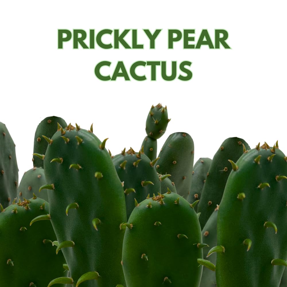 BubbleBlooms Opuntia ficus-Indica, Prickly Pear Cactus, Rare Cactus in a 4 inch Pot Well Rooted