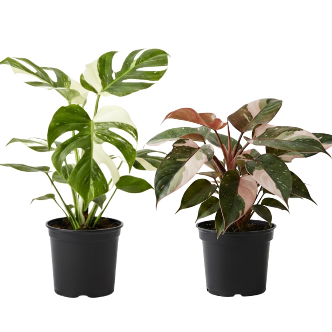 2 Thai Constellation Monstera Plant, Red Philodendron | 2 Collection Rare Houseplants| Size 4-6 Inc | Variegated Leaves Philodendron Plant | Unique Gift for Mom, Friend, Women, Her, Birthday Gifts