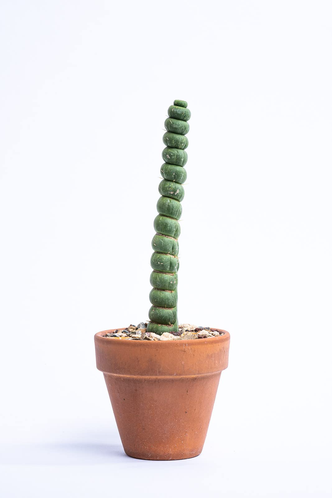 Eulychnia Castanea Spiralis - Unicorn Horn Live Rare Unique Cactus Plant (8'')
