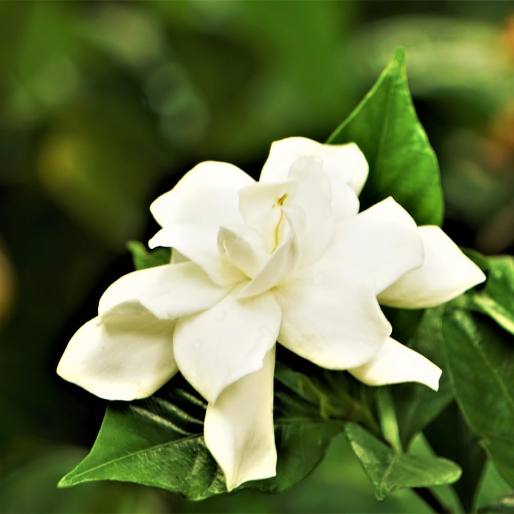 Jasmine Plant, Fragrant Jasmine Flower Vine 4-8 Inches Well Rooted for Container, Hanging Basket Growing (Frostproof Cape)