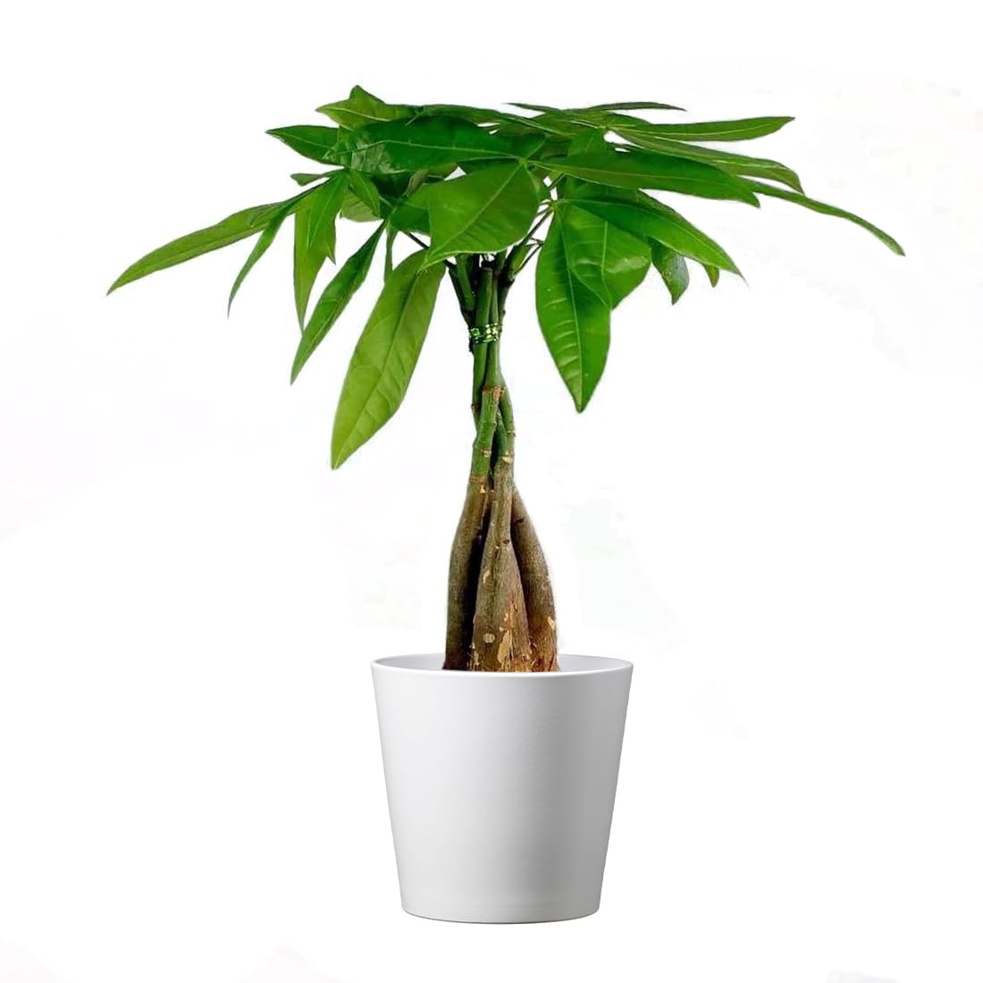 American Plant Exchange Money Tree – 4-Inch Pot with Cover – Live Easy Care Indoor Houseplant, Air-Purifying, Low-Light Bonsai Plant for Home, Office & Garden Decor