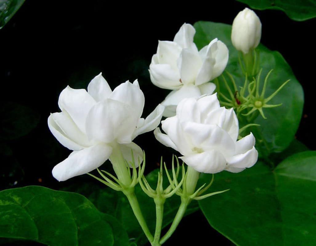 3 Jasmine Plants Indoor Live, Live Blooming Jasmine Plant, 4 to 6 Inc Tall, Maid of Orleans Jasmine Plants Live, Jasmine Plant for Garden, Jasmine Live Plant