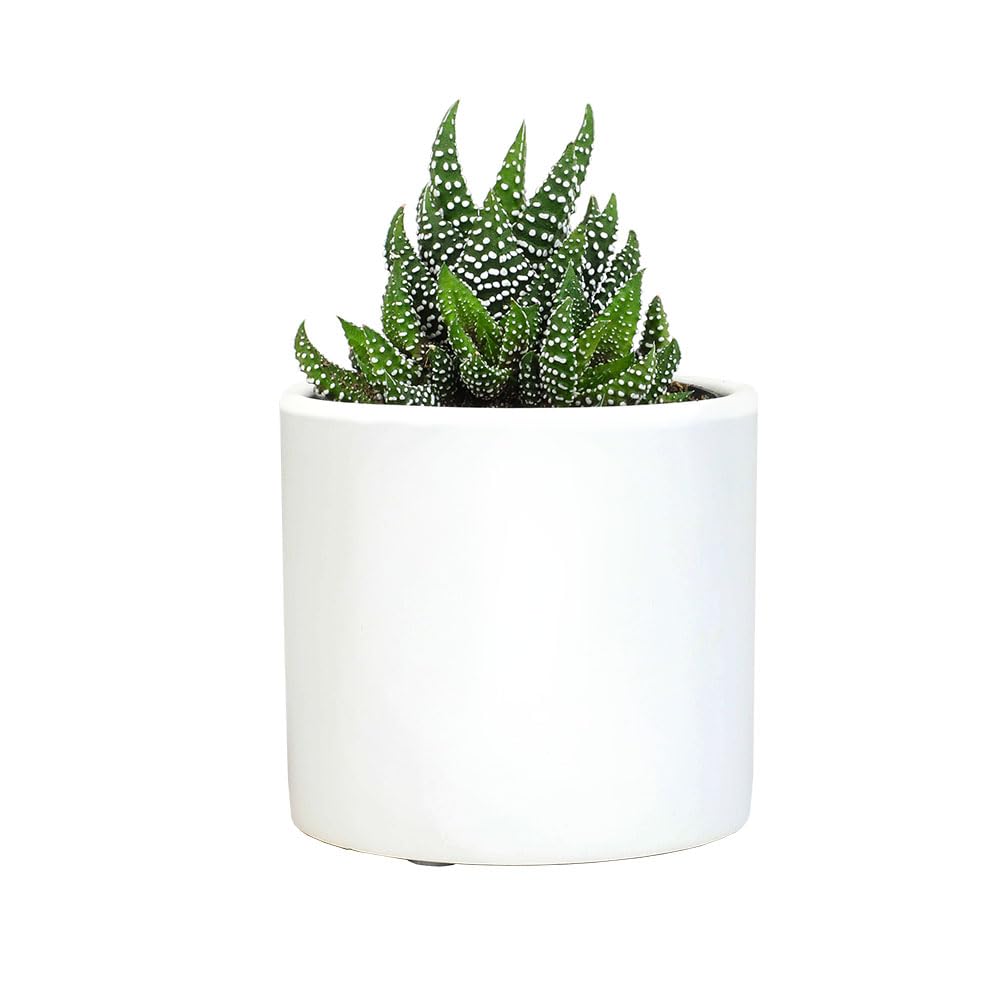 Plants for Pets Haworthia Zebra Plant Succulent in 2.5 Inch White Succulent Pot, Pet Friendly Houseplant, Live Plant Gift, Dog & Cat Safe Plants, Low Light Mini Succulents for Home Decor