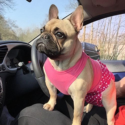 Glenndarcy No Tailhole Dog Season Nappy - French Bulldog - Frenchies Medium Pants only