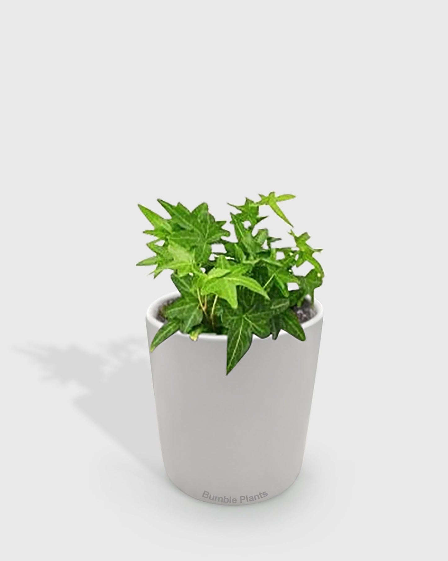 Hedera Helix 'Green California' English Ivy-4" Pot/Nursery Pot - Live Plant Easy Care, Low Maintenance for Home Decor - Air Purification Houseplant