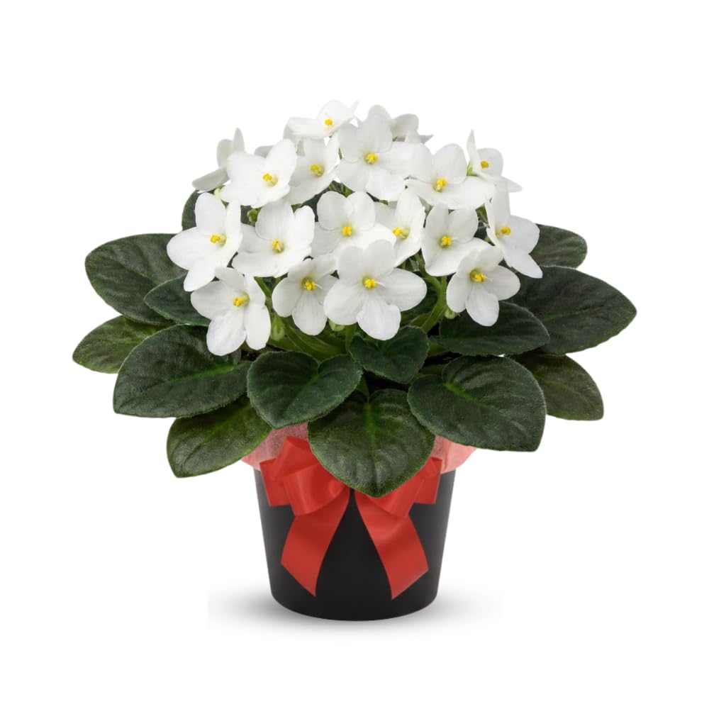 White African Violets Live Plants House Plants in 4" Pot, Vibrant Blooms for Indoor Décor, Home or Office, Easy to Grow