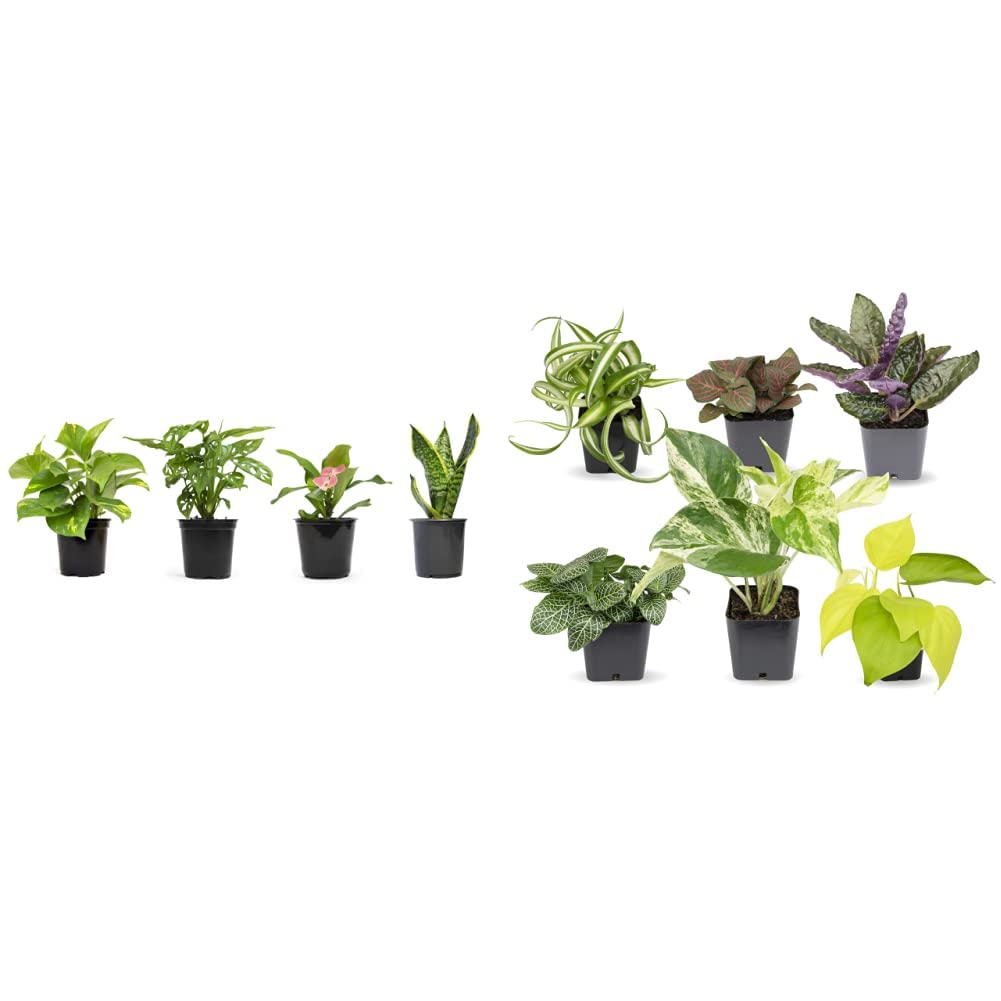 Easy to Grow Houseplants (6 Pack) + Classic Houseplant Collection (4PK) - Home and Office Plant Assortment with Low Maintenance Indoor Plants