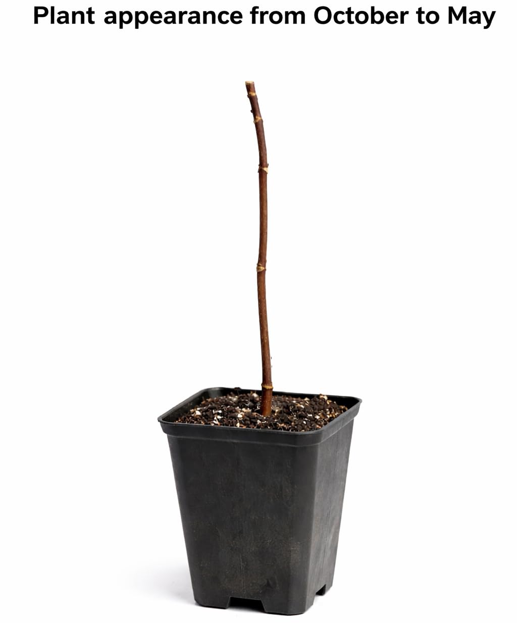 Black Elderberry Tree - 6-12" Tall Live Plant - Quart Pot - Antioxidant-Rich Berry Fruit Shrub - Sambucus Canadensis