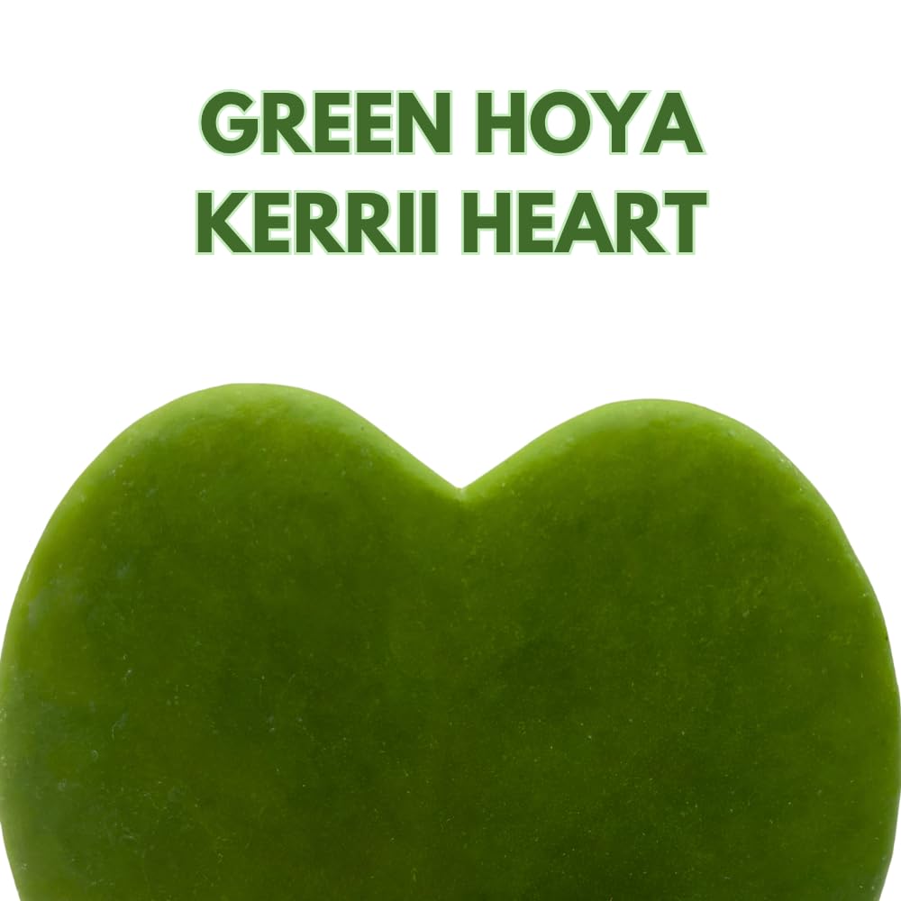 BubbleBlooms Green Hoya Kerrii Heart in a 2 inch Pot Sweetheart Mother's Day Plant