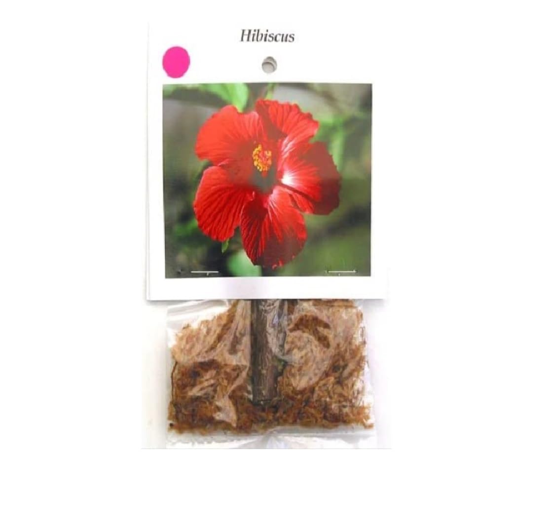 Hawaiian Pink Hibiscus Plant Cutting Live - Tropical Flowering Shrub 1-3 Inch, Easy Care Hardy Perennial 8-12 Feet, Big Island Grown Extended Bloom