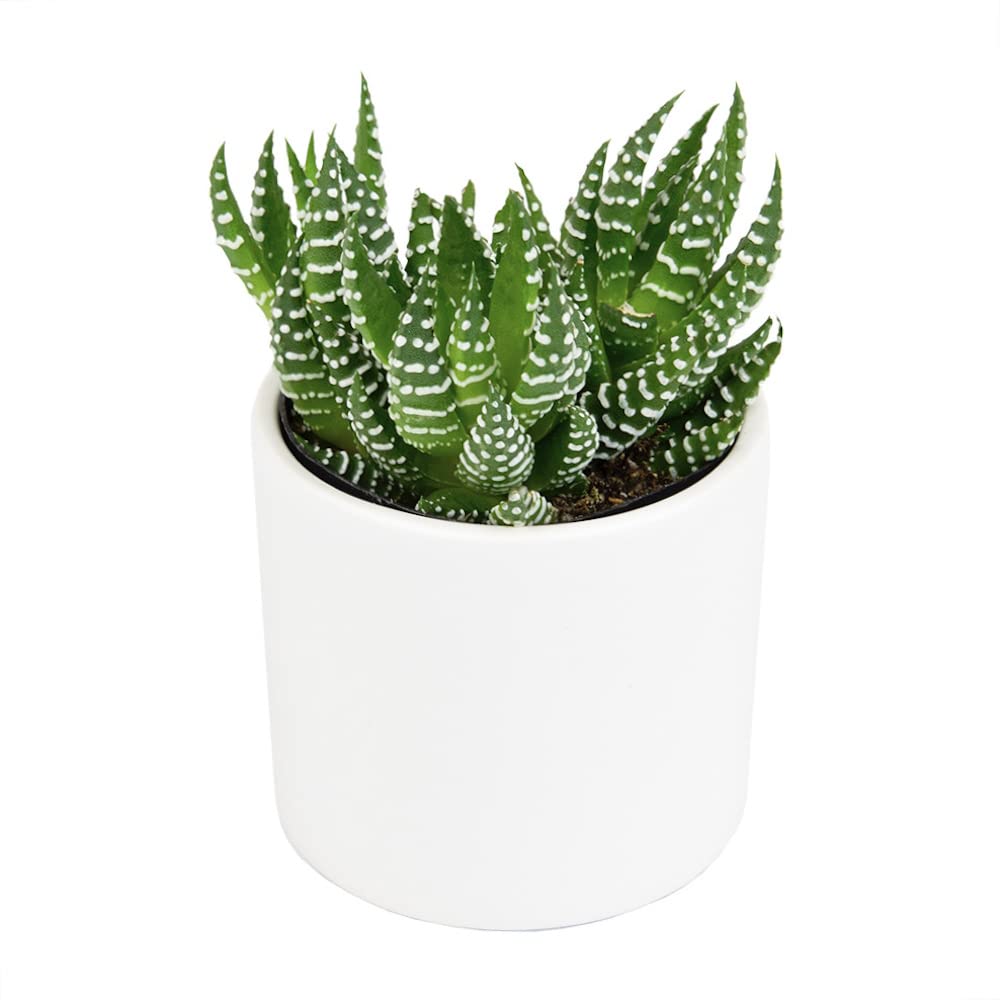 Haworthia Succulent Plant Live in White Planter, Live Succulents Plants Live Plants, Live Indoor Plants Live Houseplants, Low Light House Plants, Succulent Plants Cactus Plants Live by Plants for Pets