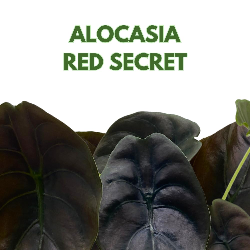 BubbleBlooms Alocasia Cuprea, Jewel Alocasia, Red Secret in a 4 inch Pot Mirror Plant, Rare