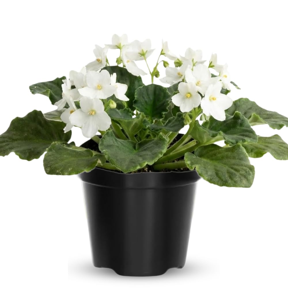 African Violet Live Plant Houseplant in 4" Pot, Blooming Indoor Plant for Home or Office with Vibrant Flowers (White African Violet)