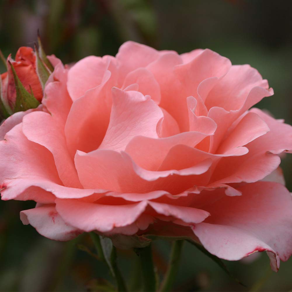 Heirloom Roses Rose Plant - Paris de Yves St. Laurent ™ Pink Rose Bush, Hybrid Tea Live Plant for Planting Outdoors