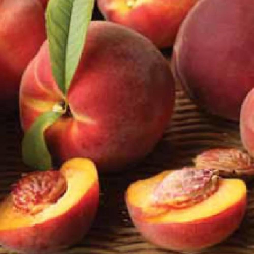 Mixrug 5+ Dwarf Peach Tree Seeds for Planting,Organic Fruit Tree Seeds,Prunus Persica Seed Non-GMO Heirloom for Sweet Juicy Fruit, Self Pollinating & Fast Growing Backyard Orchard Tree