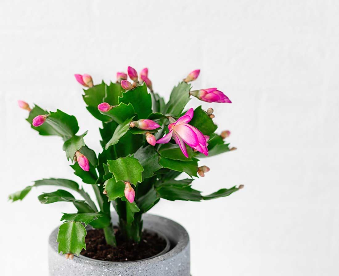 American Plant Exchange Live Christmas Cactus 2-Pack – 4-Inch Pot Cover – Easy Care Flowering Succulents with Festive Blooms for Holiday Home Décor, Kitchens, Offices & Indoor Winter Displays