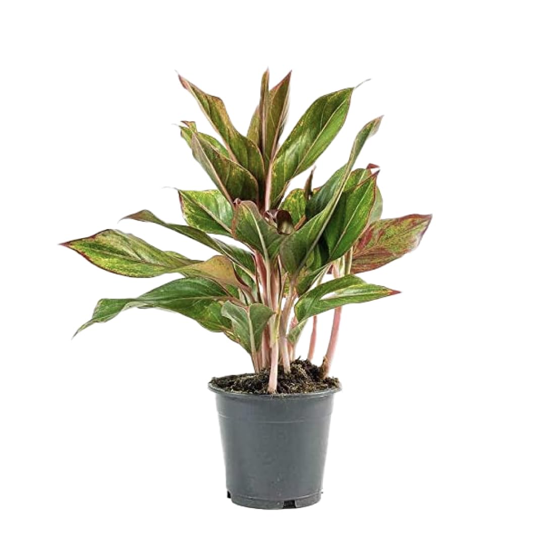 American Plant Exchange Aglaonema Red Sapphire – 6-Inch Pot – Live Chinese Evergreen Houseplant, Vibrant Low Light Foliage for Home, Office, or Indoor Garden Decor