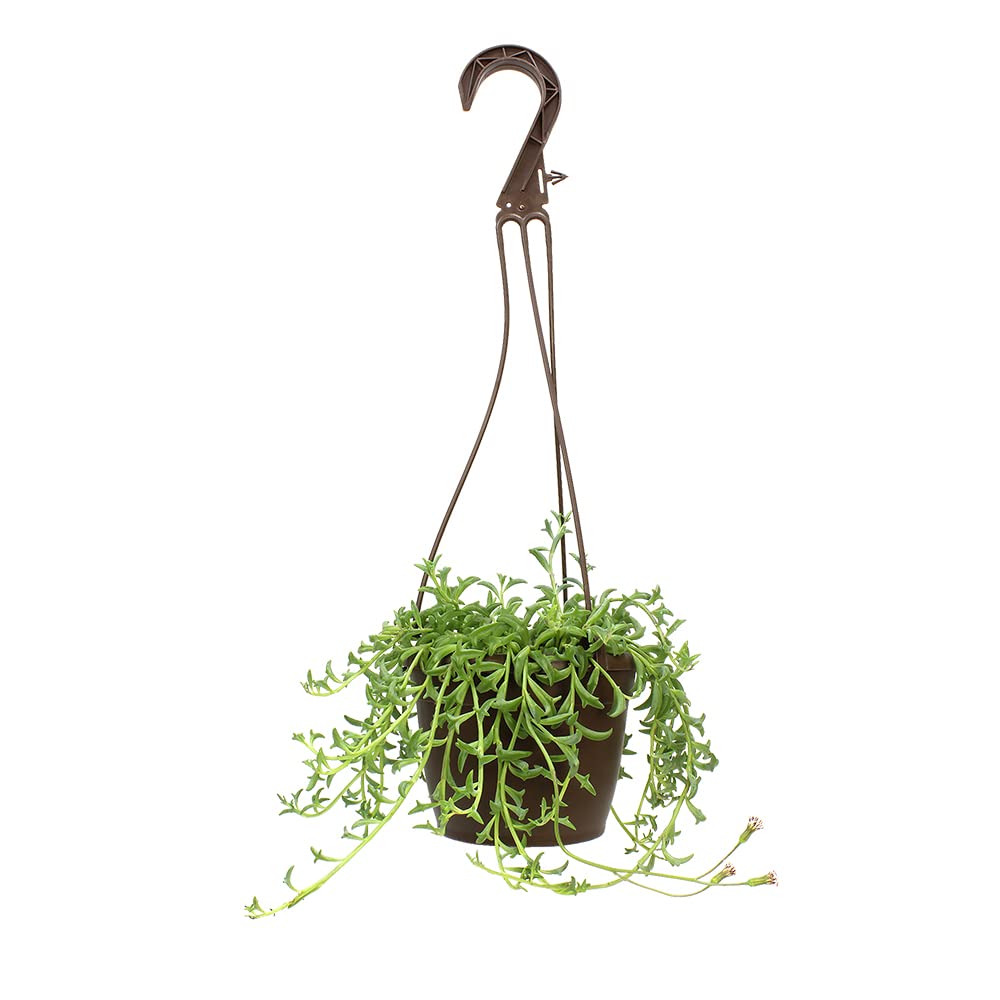 String of Dolphins Plant Live Succulents, Succulents Plants Live in Hanging Planter, Succulents Live Plants Indoor Plants Live Houseplants, Hanging Plants Live Succulent Plants Live by Plants for Pets