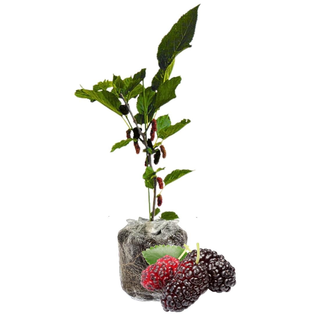 Dwarf Mulberry Tree Live Plant for Planting 5 to 8 Inch Tall, Everbearing Mulberry Bush Live Plant, Mulberry Plant Live, Mulberries Fruit