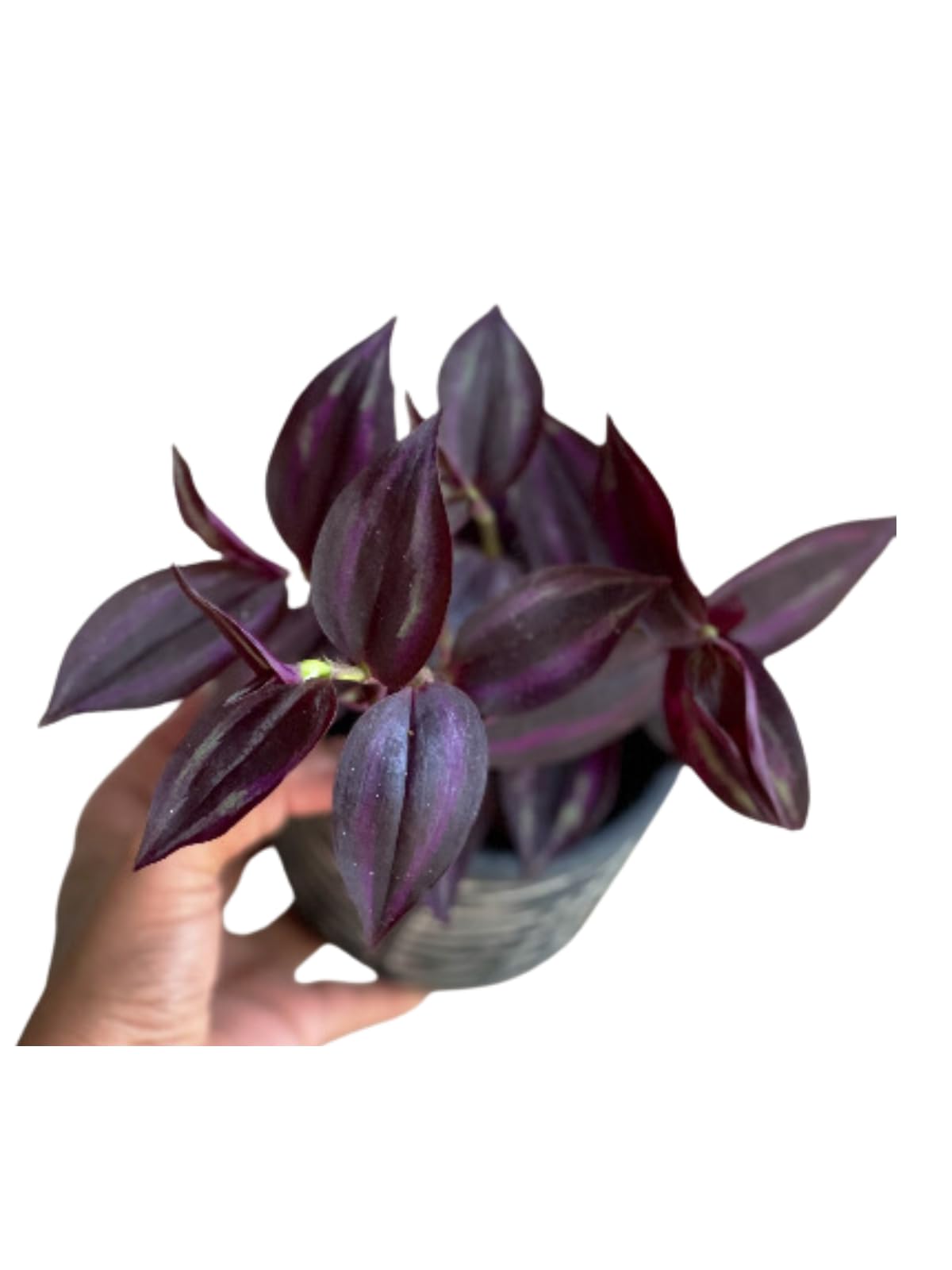 PLANTVERS Purple Jew Live Plant in a 4" Nursery Pot - Low Light Air Purifier - Low Maintenance Houseplant Gift