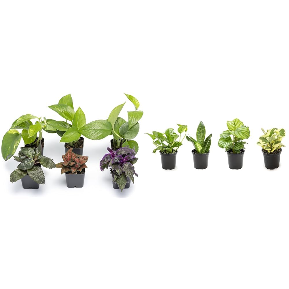 Altman Plants Live Houseplants (6PK), Indoor Plants for Delivery Prime, Live Plants & Essential Houseplant Collection (4PK) Live Plants Indoor Plants Live Houseplants in Plant Pots, Easy House