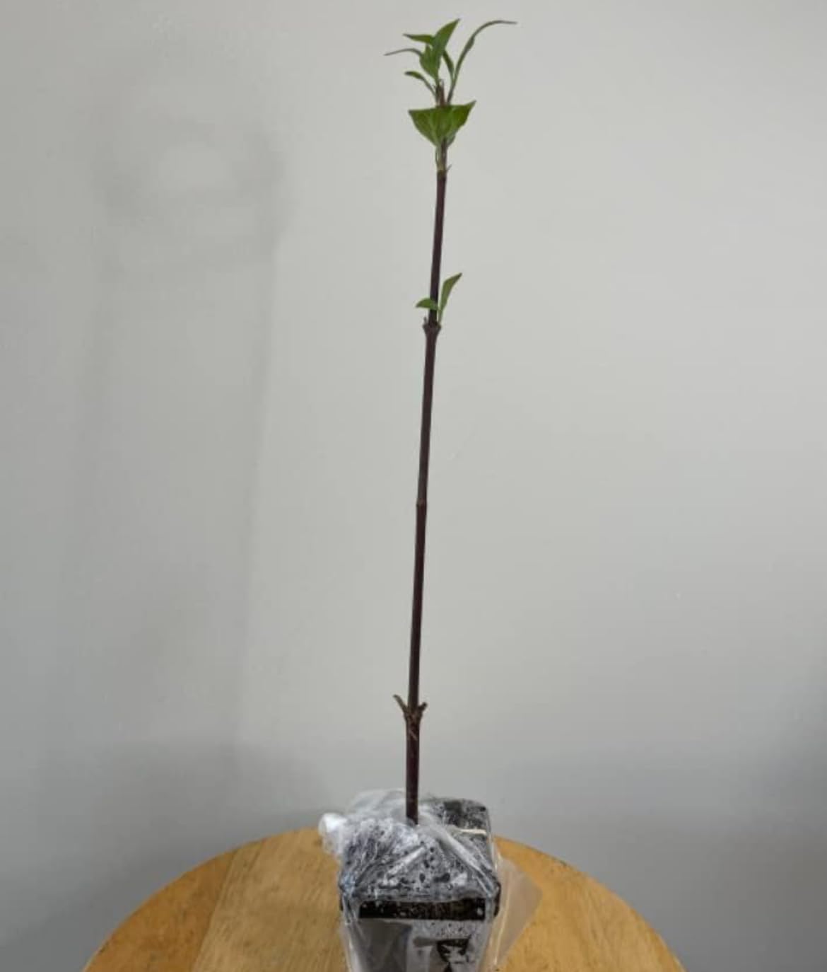 Okame Flowering Cherry Tree - 10-16" Tall Live Plant - Quart Pot - Pink Cherry Blossom Seedling - Prunus 'Okame'