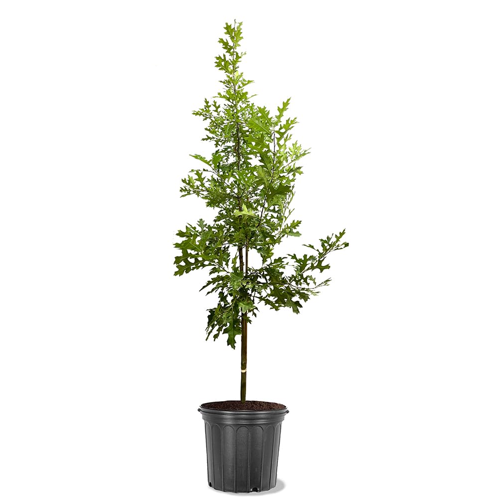 Northern Red Oak Tree, Vibrant Foliage, Deciduous, Tall, Acorn Producing, 5 gal, Nursery Pot (Due to Agricultural Laws, we Unable to Ship to CA, AZ, AK, or HI)