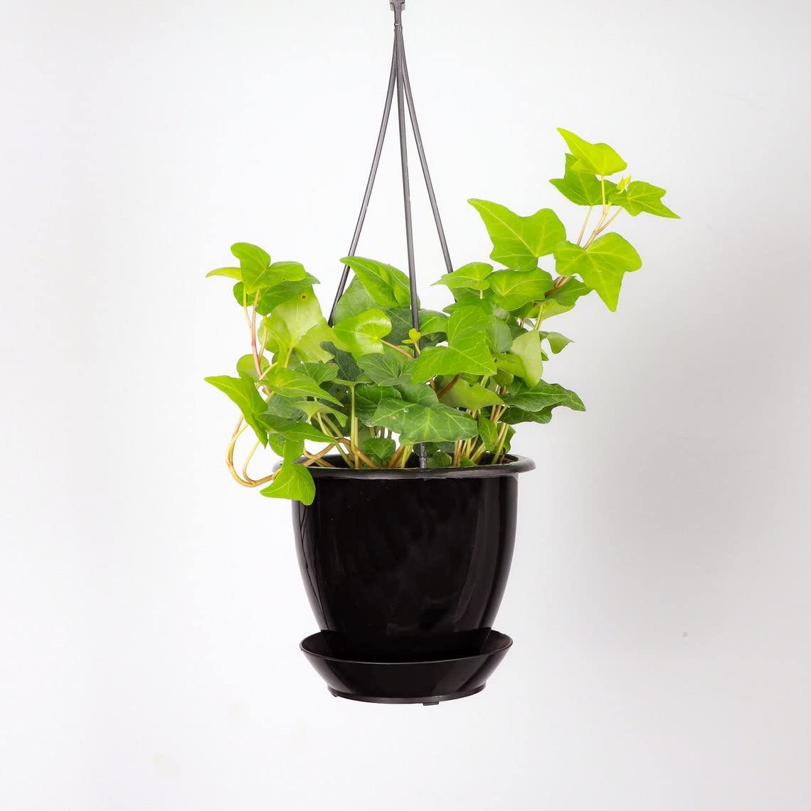 Thorsen's Greenhouse Green English Ivy Plant, Hedera Helix, Trailing Plant, Live Indoor Plant, 4" Diameter Pot, Black Hanging Pot