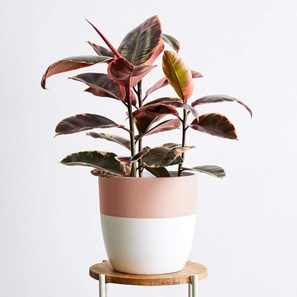 Ficus Elastica 'Ruby Pink' Live Plant for Indoor | Different Houseplants in 4'' & 6'' Pot | Real House Plant for Living Room, Office, Desk & Bathroom | Variegated Rubber Tree