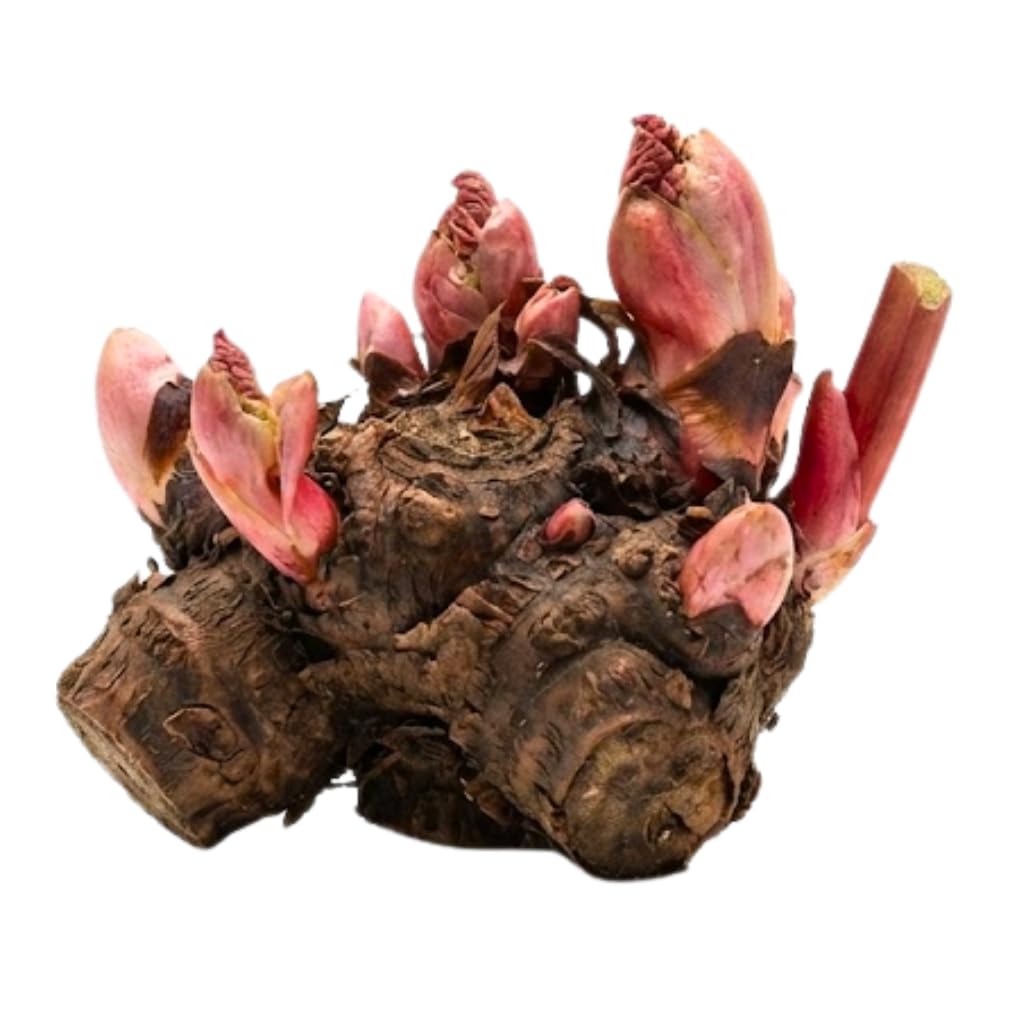 Rhubarb Plants Root for Planting, Hardy & Sweet Red Cherry Rhubarb, Large Crown 6–7 Inch, Easy to Grow for Beginners, Fast-Growing Perennial for Home Gardens