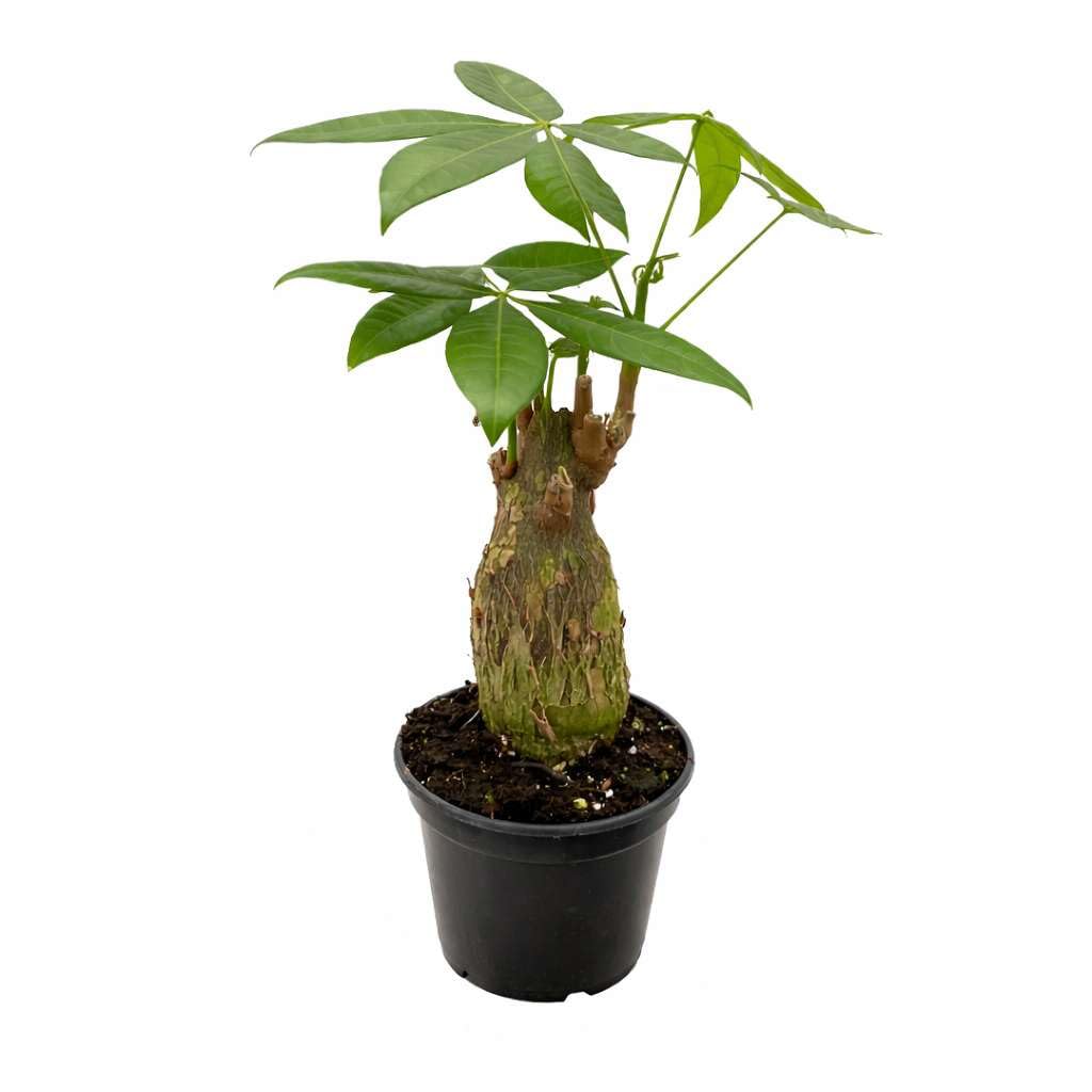 Money Tree Guiana Chestnut Pachira Stump Live Plant for Indoor | Different Houseplants in 4'' & 6'' Pot | Real House Plant for Living Room, Office & Bathroom | Pachira aquatica