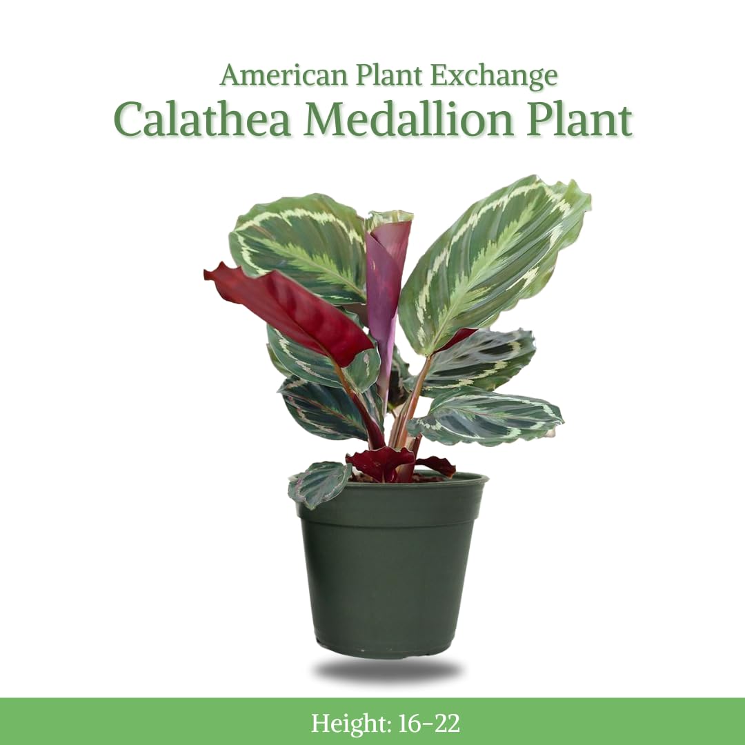 American Plant Exchange Calathea Medallion - 6-Inch with Pot Cover – Live Pet-Friendly Indoor Houseplant with Wavy Green Leaves for Low-Light Homes, Offices, Bedrooms & Shelf Décor