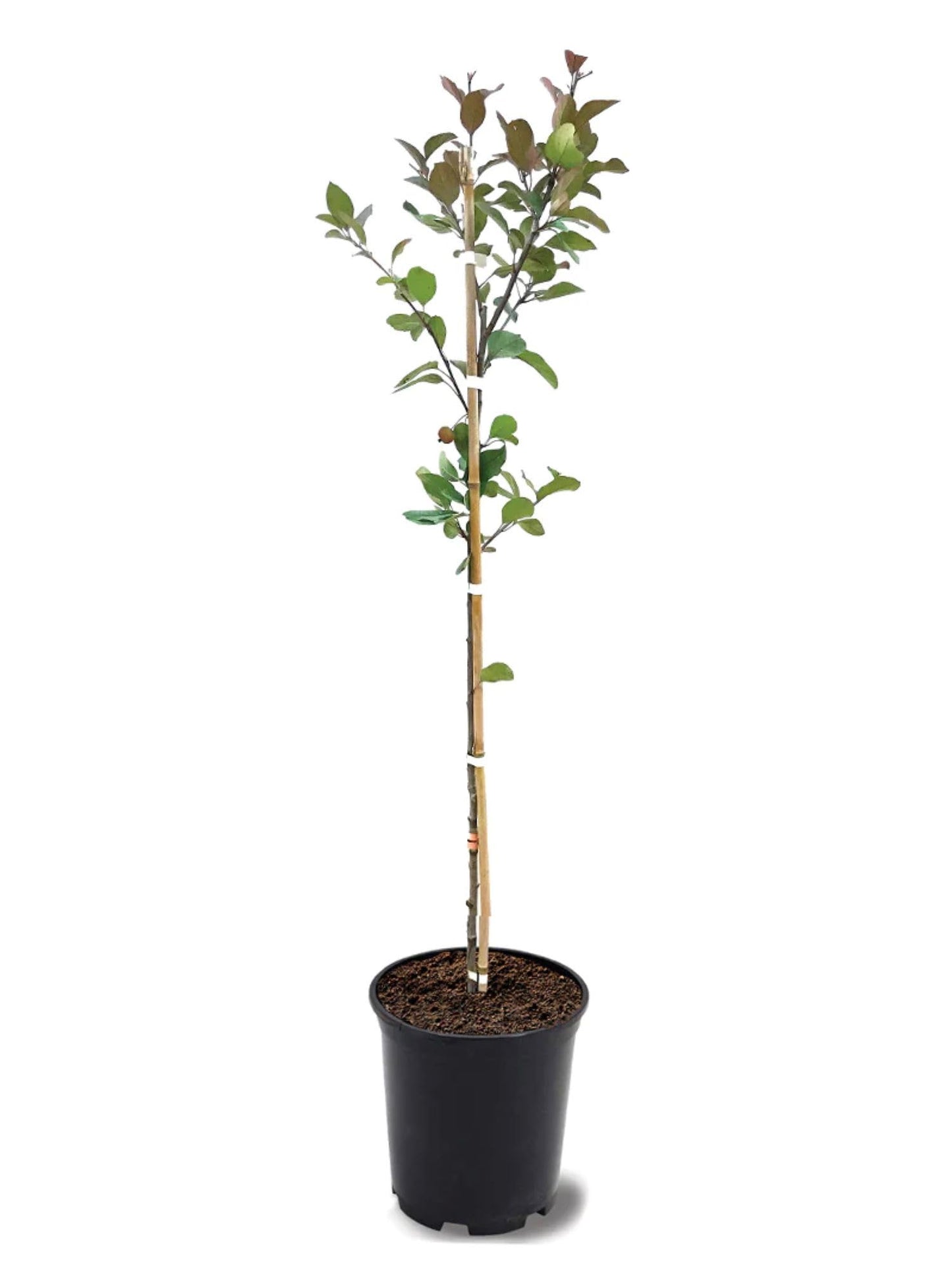 American Plant Exchange Profusion Crabapple Tree, 1-Gallon Pot, Deep Red Blooms, Small Red Fruit, Self-Pollinating, Live Indoor/Outdoor Landscape/Houseplant