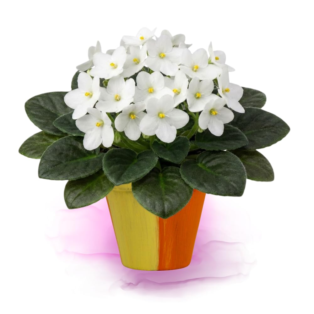 African Violet Live Plant in 4" Pot, White African Violets Plants Houseplant Well-Rooted, Indoor Outdoor Blooming, Holiday Flower Bush