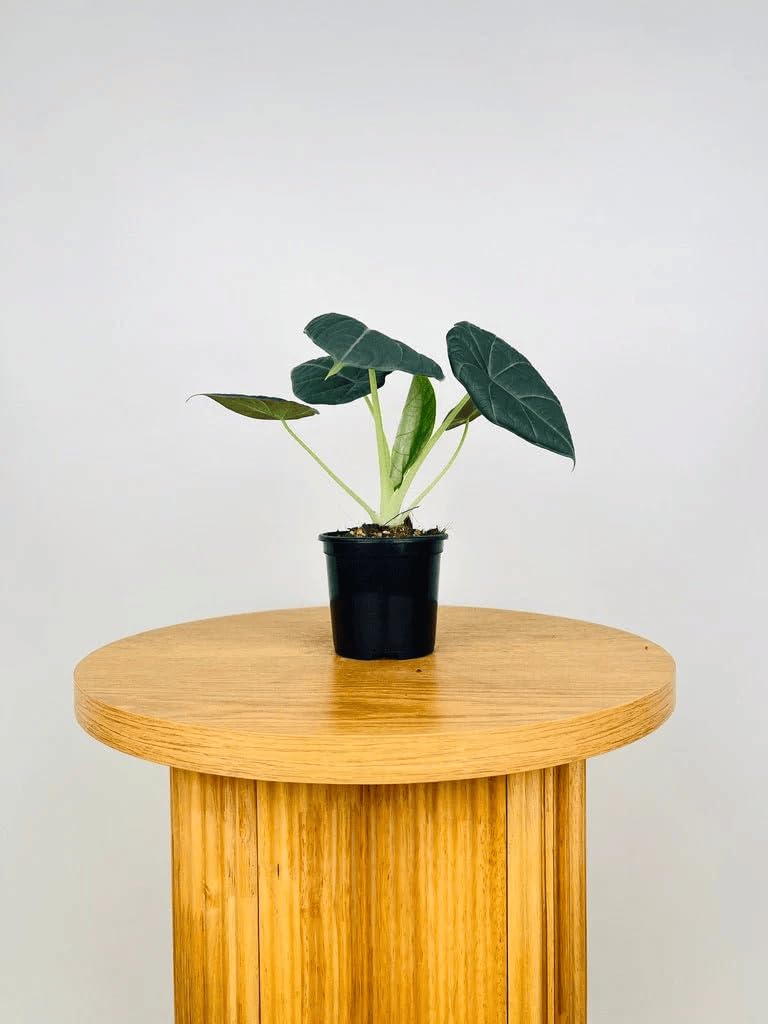 Alocasia Maharani (Grey Dragon) 5-9" Live Plant - Rare Jewel Alocasia with Thick Textured Foliage - Compact Indoor Houseplant - Exotic Living Decor