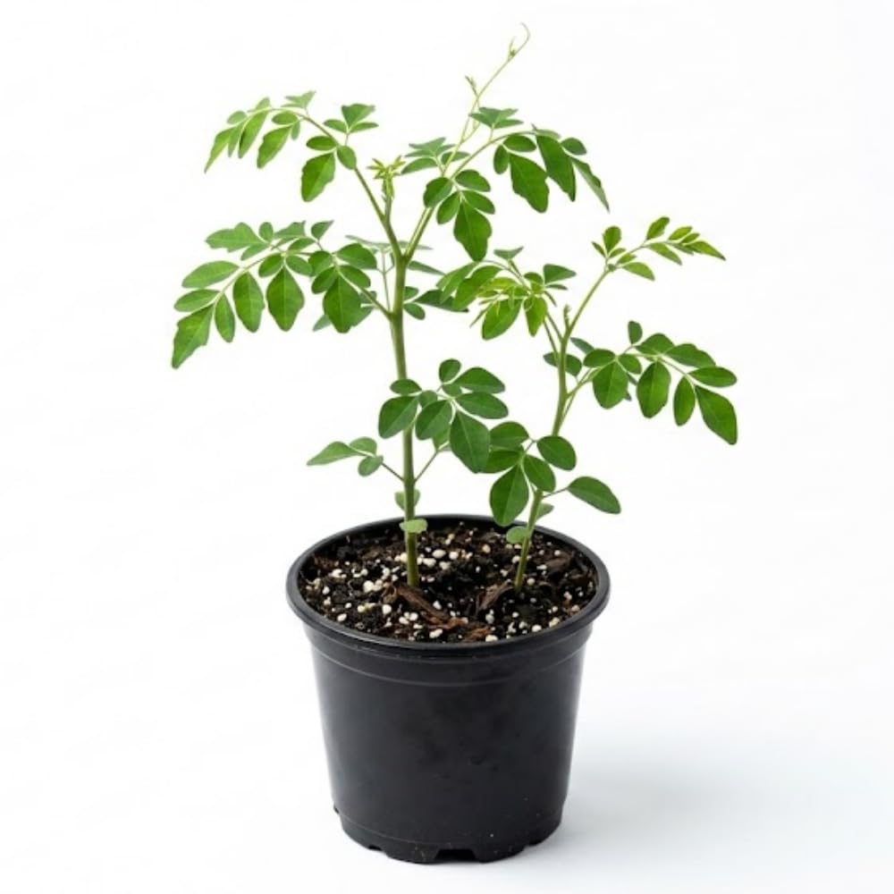 Moringa Tree Plant Live in 4 Inch Pot, Moringa Oleifera Drumstick Tree, Malunggay Trees Live Plants for Planting, 2 Plants per Pot