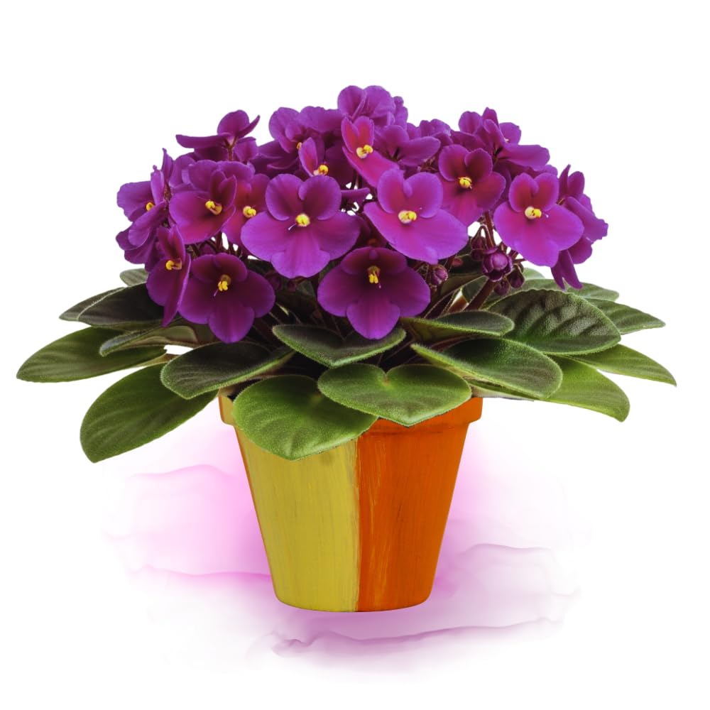 African Violet Live Plant in 4" Pot, Purple African Violets Plants Houseplant Well-Rooted, Indoor Outdoor Blooming, Holiday Flower Bush