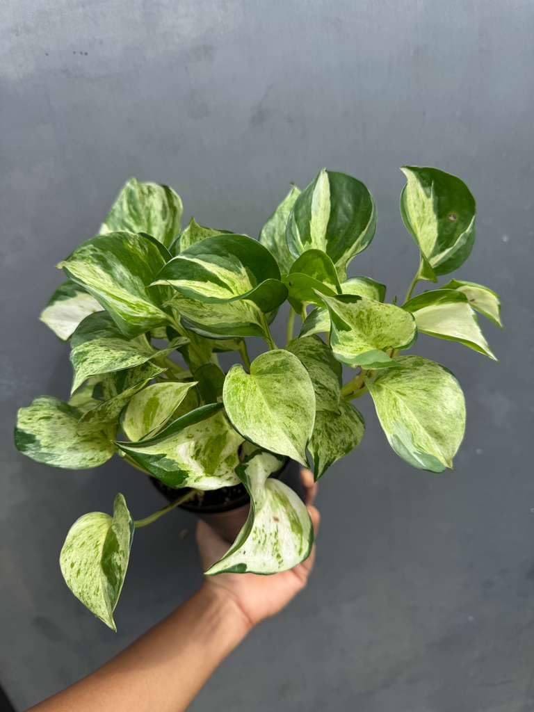 PLANTVERS Manjula Pothos in 4" Decorative Pot – Live Variegated Pothos Plant – Easy Care Indoor Houseplant – Air Purifying Low Maintenance Plant for Home or Office Décor