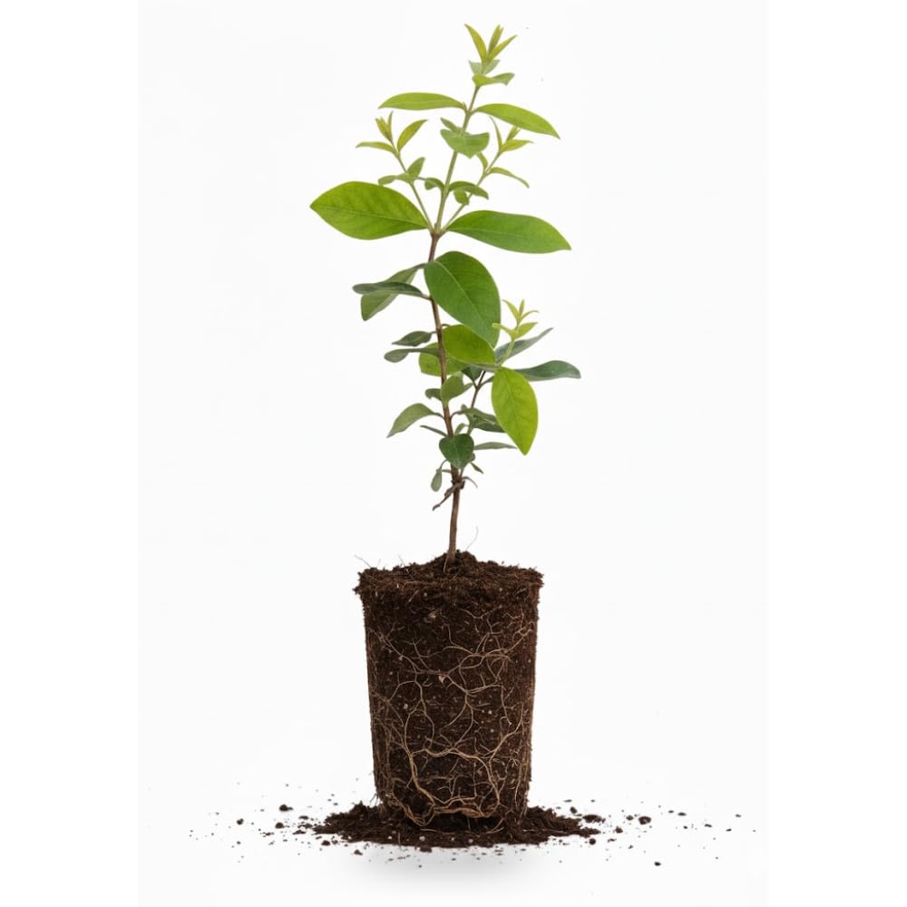 Honeyberry Bush Plant, 6-8 Inch Tall Sweet Blue Honey Berry Tree, Perennial Haskap Plant