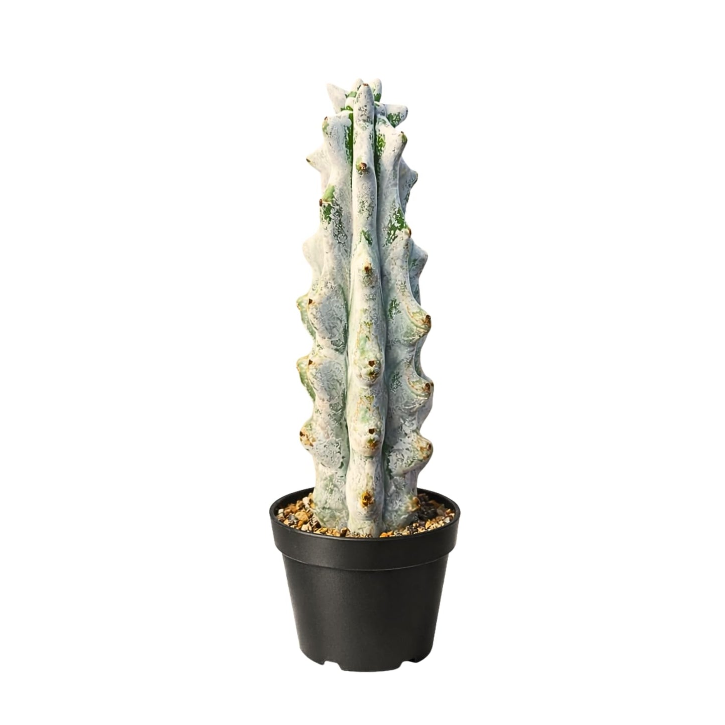 Stenocereus Beneckei Cactus – Rare Live Succulent Plant – 8"-10” Tall – Unique Columnar Cactus for Indoor & Outdoor Decor – Drought-Tolerant, Easy Care Live Plant