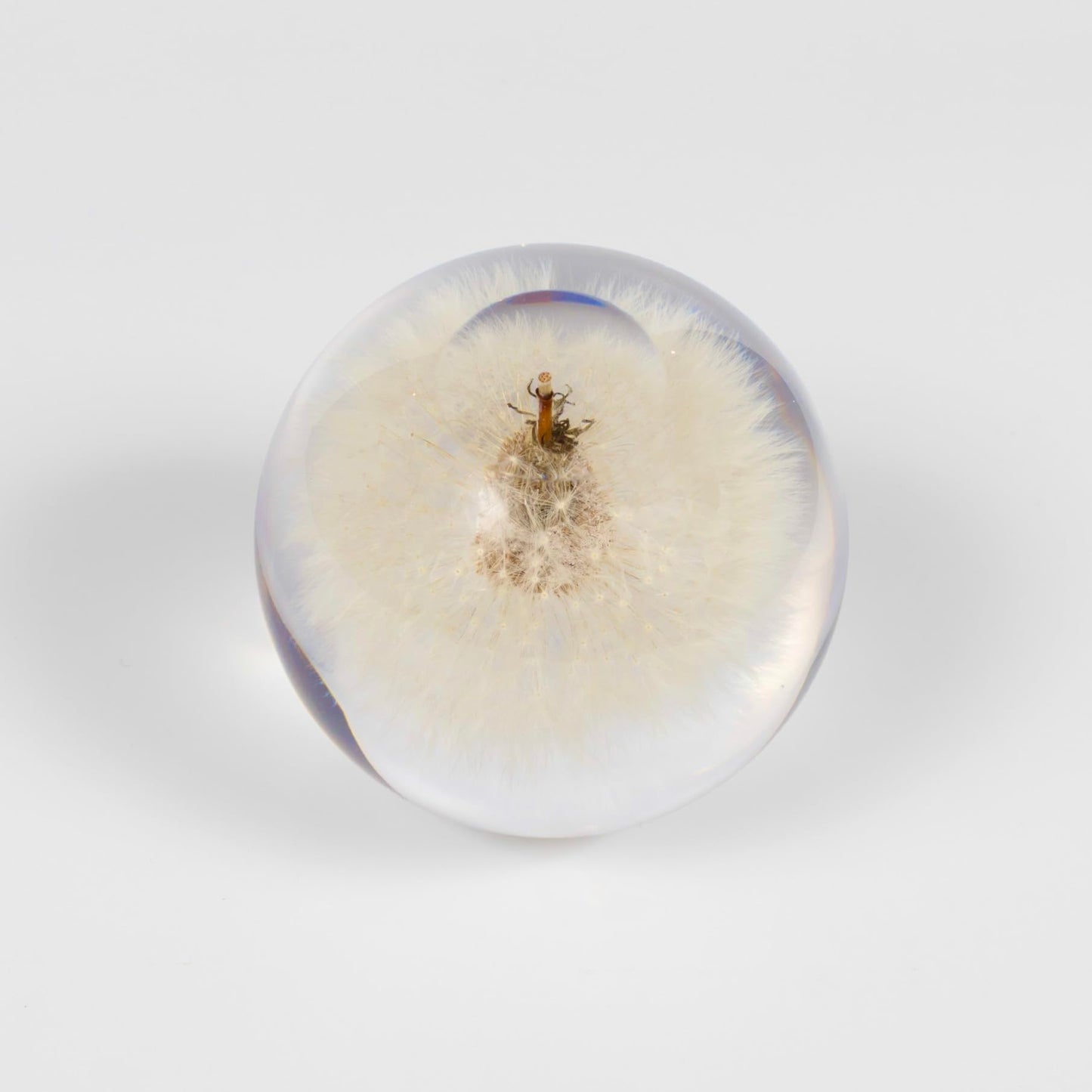 NouvoCrescent Real Dandelion Paperweight - Home Decor Crystal Resin Ball 3.14in (80mm) - Clear Resin Dandelion Flower Globe for Special Days - Sphere Figurine Office Paperweight w/Flat Bottom