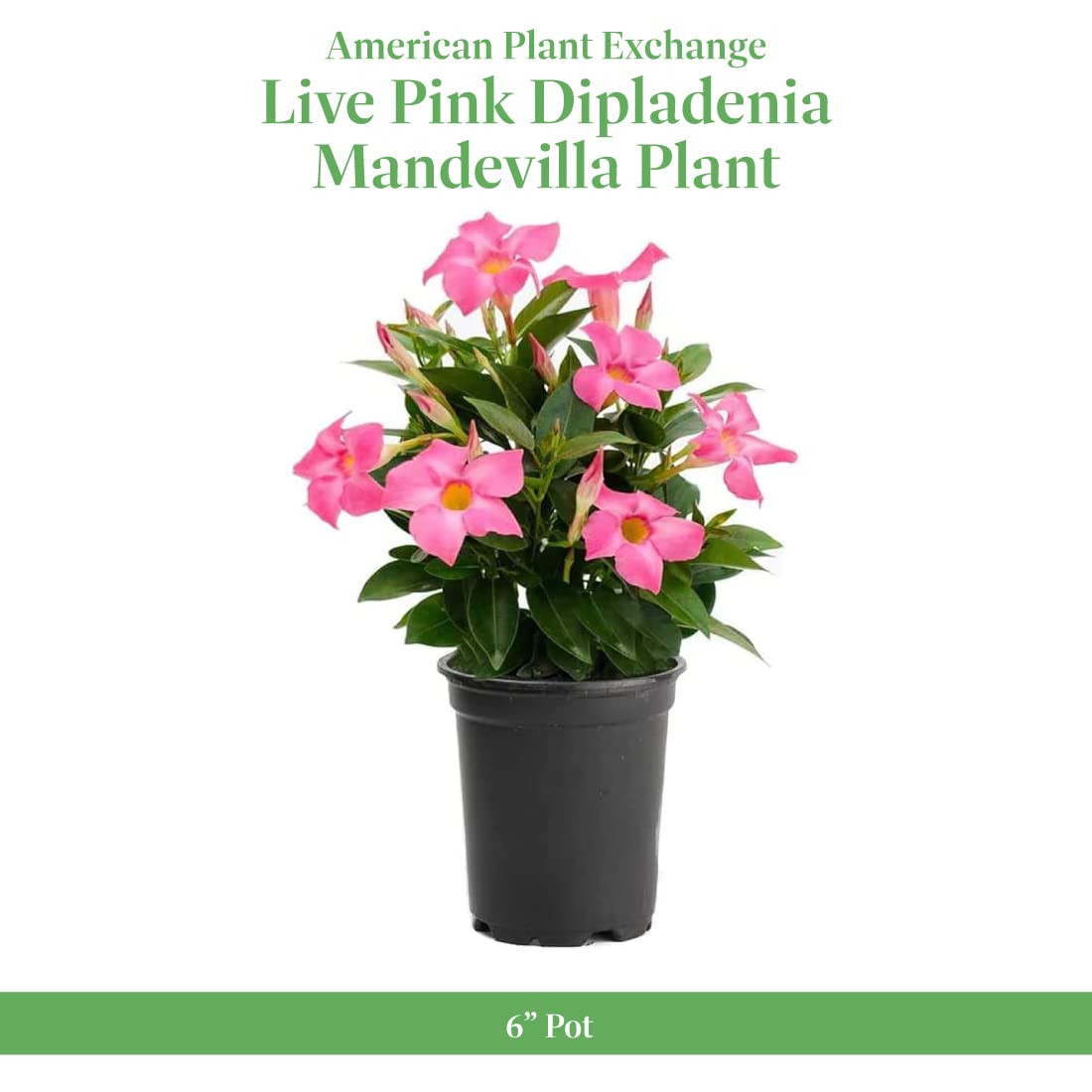American Plant Exchange Dipladenia Bush 'Pink', 6-Inch Pot, Continuous Blooms, Easy-to-Care Live Plant for Indoor & Outdoor Use, Flowering Shrub Perfect for Landscapes, Container Gardens & Patios
