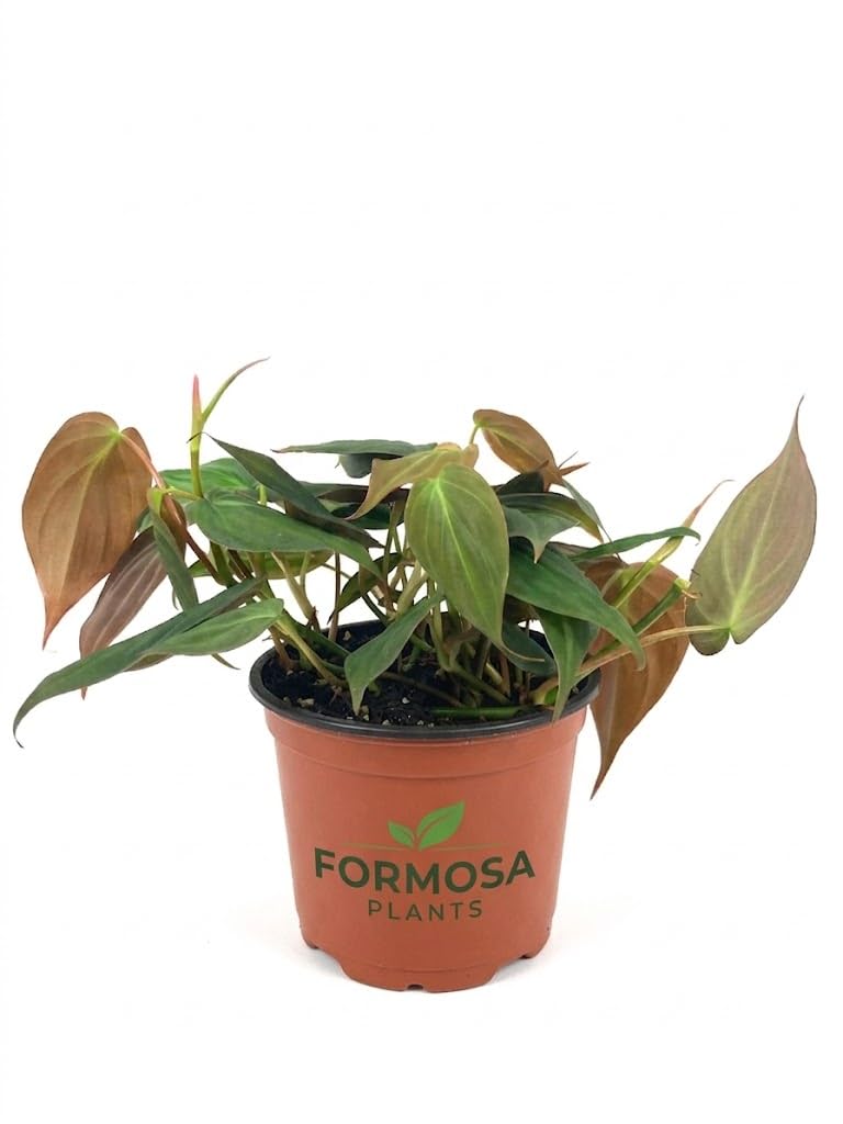 Philodendron Micans - 1 Live Plant in a 2 Inch Pot - Velvety Heart-Leaf Trailing Vine, Easy Care Tropical Indoor Houseplant - Philodendron hederaceum 'Micans'