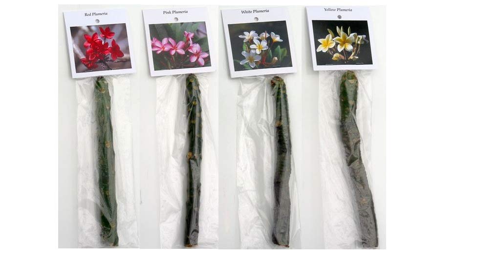 4 Live Tropical Mixed Hawaiian Plumeria Plant Cuttings 10 Inch Each - Discount Hawaiiangifts
