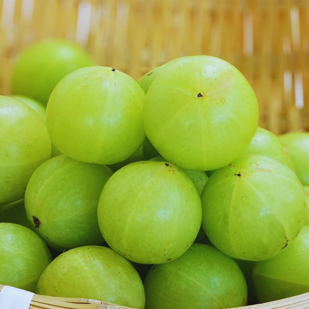 Green Gooseberry Plant Live for Planting, 5 to 9 Inc Long, Sweet Gooseberry Bushes Live Plant Growing