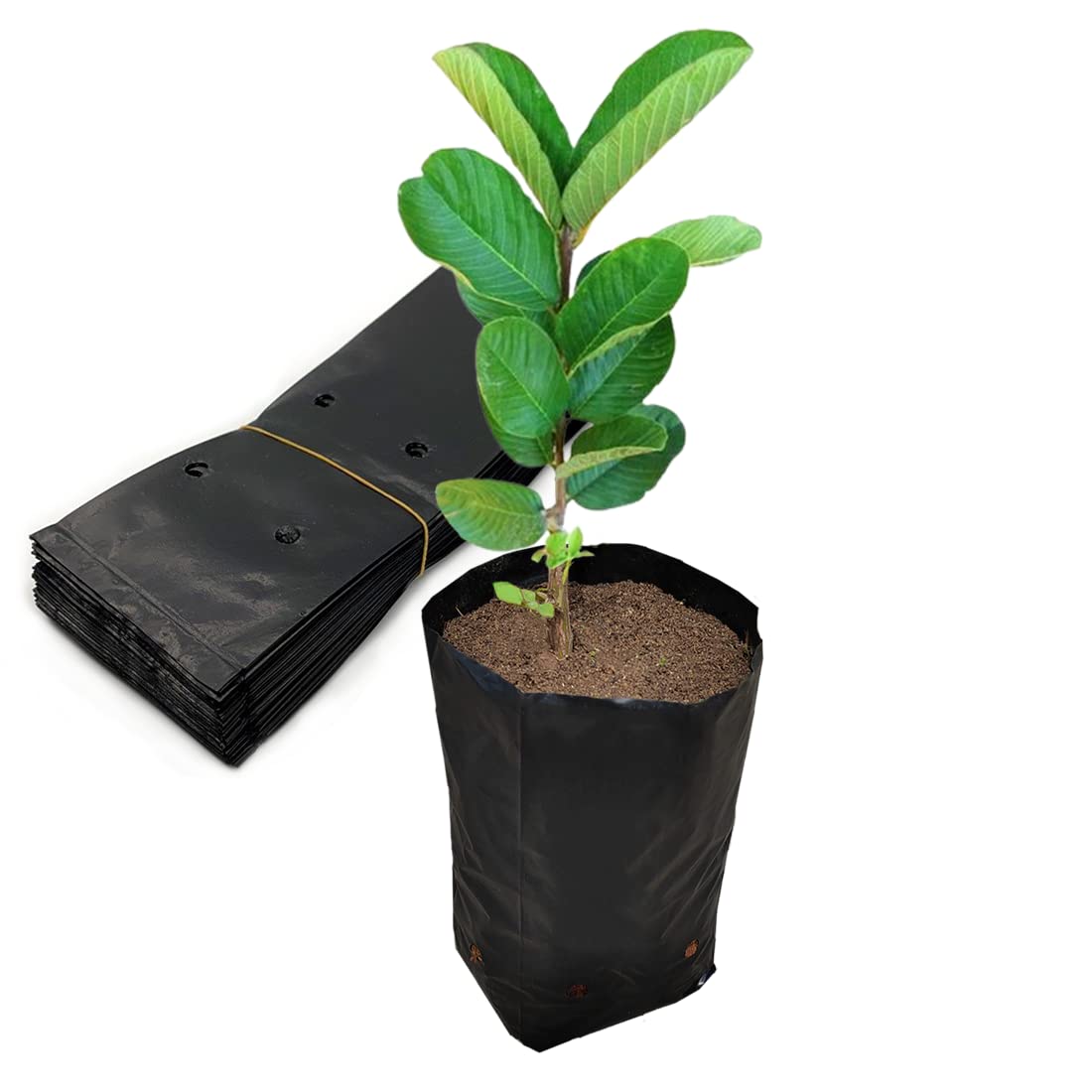 Belit 100 Pcs Plant Nursery Bags, Plastic Seedling Pots Container for Fruit Tree, Flower, Starting saplings, Plant Grow(3.5"x6.6")