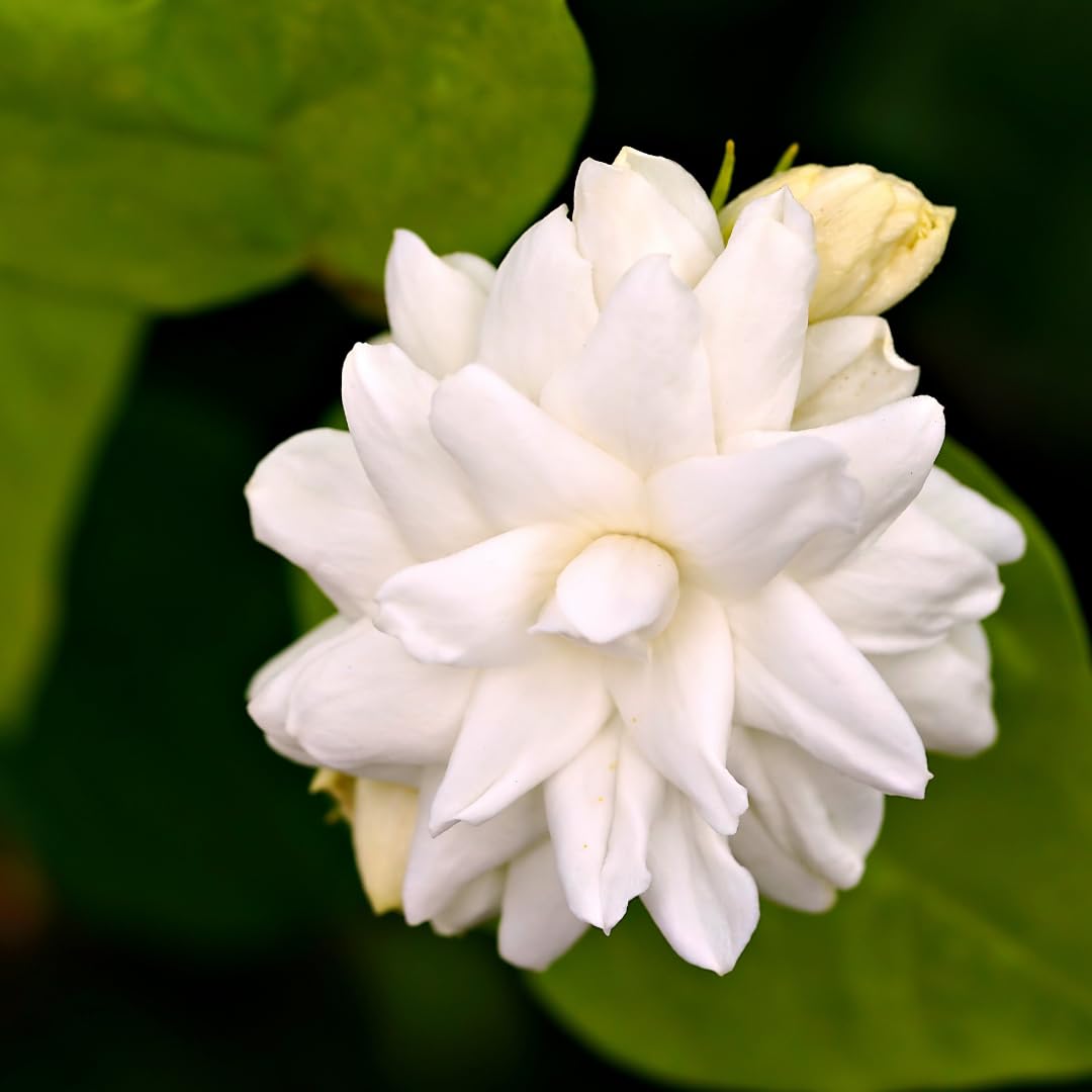 2 Count Jasmine Live Plant | 4 to 6 Inc | Grand Duke of Tuscany Jasmine | Produce Fragrant Flowers | Housewarming Friendship Gifts for Women Best Friend Presents for Mom Birthday Gift for New Home